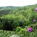 Virginia Wilder Photo 8