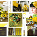 Link Brown Photo 15