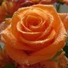 Divya Ganesan Photo 21