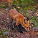 Ruby Fox Photo 26
