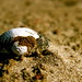 Leah Shell Photo 10