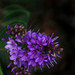 Amy Flowers Photo 23