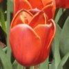 Anne Reed Photo 1