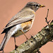 Robin Montgomery Photo 49