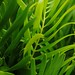 Ralph Plant Photo 3