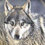 Robert Hankins Photo 24