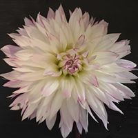Colleen Alexander Photo 35