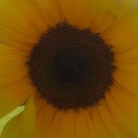 Nicholas Moreno Photo 20