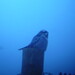 Clinton Hawks Photo 3