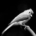 Suzanne Bird Photo 15