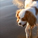 Layla Shell Photo 11