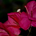 Fred Flowers Photo 28
