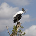 Patricia Stork Photo 4