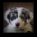 Suzanne Berger Photo 6