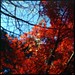 T Maple Photo 7