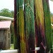 Vicki Dye Photo 19