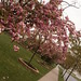 Sang Tran Photo 26