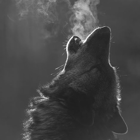 Alicia Wolf Photo 6