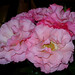 Janice Walker Photo 6