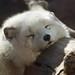 China Fox Photo 13