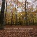 Forrest Leaf Photo 5