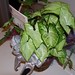 Donna Wells Photo 13