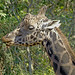 Cesar Ahumada Photo 22