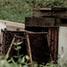 Frankie Combs Photo 18