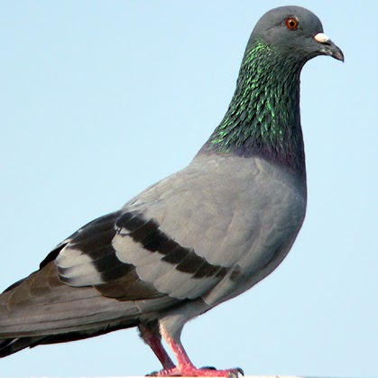 Jean Albert Photo 20