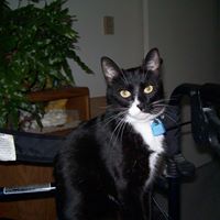 Lisa Chamberlin Photo 6
