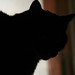 Joshua Black Photo 13