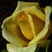 Patrick Rose Photo 19