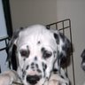 Peggy Moser Photo 21