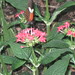 Fredrick Flowers Photo 9