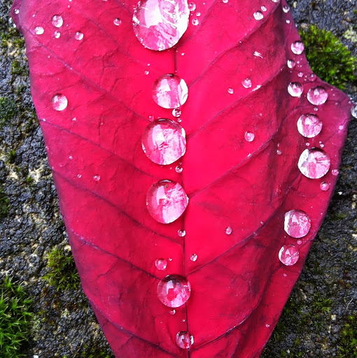 Marie Phelan Photo 36