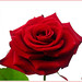 Rosa Rose Photo 9