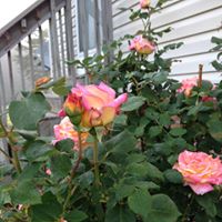 Denise Dill Photo 25