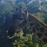 Ronald Holmes Photo 22