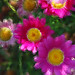 Crystal Flores Photo 14