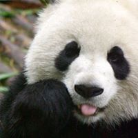 Chen Liao Photo 12