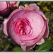 Rose Goff Photo 11