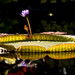 Robert Phipps Photo 19