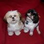 Vickie Carr Photo 27