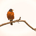 Bob Robins Photo 21