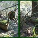 Forest Harrison Photo 9
