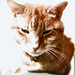 Ginger Evans Photo 20