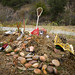 Debra Travis Photo 15