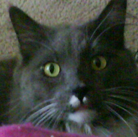 Lee Shelton Photo 42