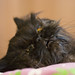 Clyde Friend Photo 16