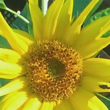 Janet Krause Photo 19